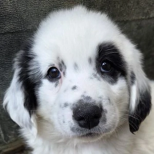 Binx, geb. ca. 02 2026, lebt in GRIECHENLAND, im städt. Tierheim Serres