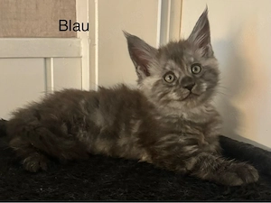 7 Maine Coon Kitten
