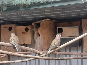 bourkesittiche