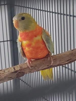 Glanzsittich - Sittiche - Vögel  Bild 2