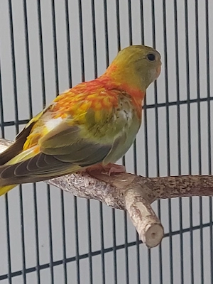Glanzsittich - Sittiche - Vögel  Bild 4
