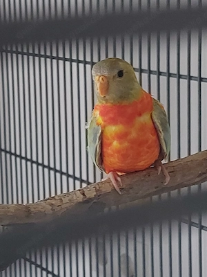 Glanzsittich - Sittiche - Vögel  Bild 3