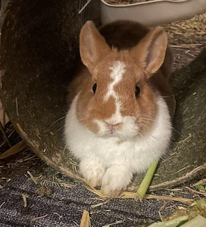 Zwergkaninchen Pärchen sucht ein neues schönes zuhause! Bild 2