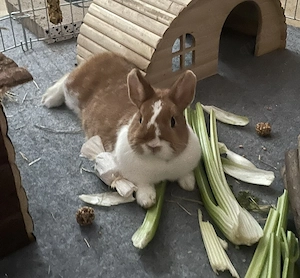 Zwergkaninchen Pärchen sucht ein neues schönes zuhause! Bild 4