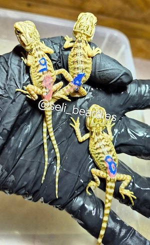 sie sind da!  hypo high citrus aus echter Linie NZ bartagame  Bild 3