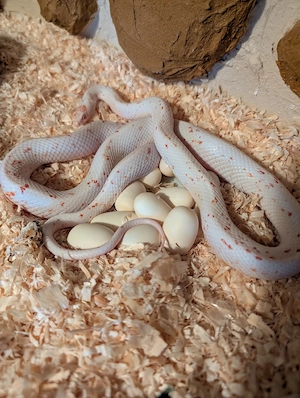 kornnatter Eier abzugeben   schlangen   Reptilien 