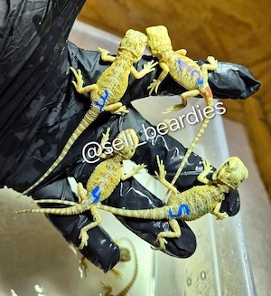 sie sind da!  hypo high citrus aus echter Linie NZ bartagame  Bild 4