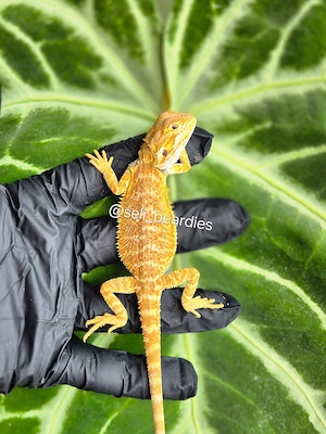 sie sind da!  hypo high citrus aus echter Linie NZ bartagame  Bild 8