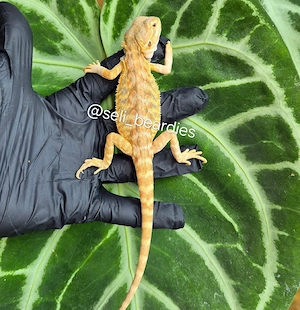 sie sind da!  hypo high citrus aus echter Linie NZ bartagame  Bild 7