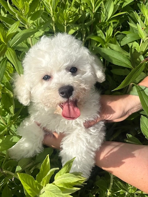  Reinrassige Bichon frise 