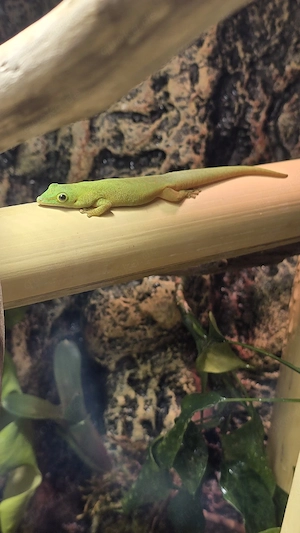 Phelsuma astriata astriata Nachzuchten