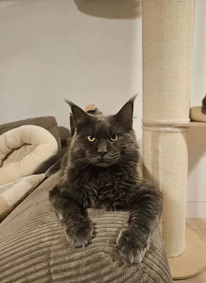 Hübscher MaineCoon Kater 