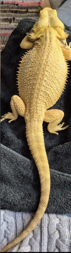 sie sind da!  hypo high citrus aus echter Linie NZ bartagame  Bild 9