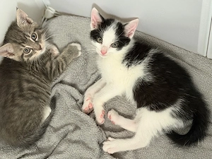 Babykatzen in liebevolle Hände abzugeben