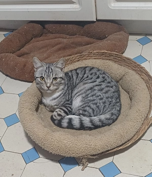 BKH - mix- Kastrat in  black-silver-tabby, 1 Jahr alt