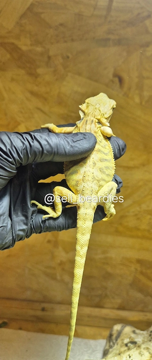 sie sind da!  hypo high citrus aus echter Linie NZ bartagame  Bild 10