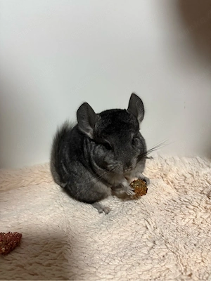 Zwei Chinchilla-Schwestern suchen ein liebevolles Zuhause.   Bild 2