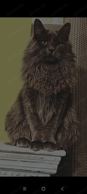 XXL Maine Coon Deckkater Pablo