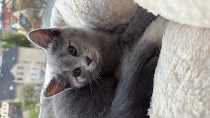 Russisch Blau Kater Katze Kitten zu verkaufen