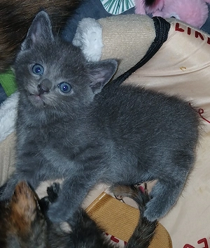 Süße Maine Coon Siam kätzchen
