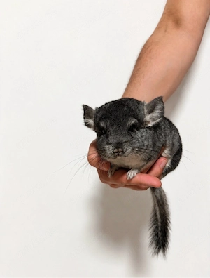 Zwei Chinchilla Brüder suchen ein liebevolles Zuhause.