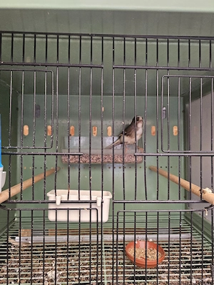Kanadier vögel  Bild 4