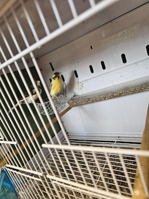 Kanadier vögel  Bild 2