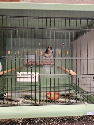 Kanadier vögel  Bild 3