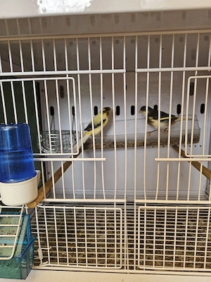 Kanadier vögel 