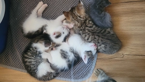 4 zuckersüße katzenbabys zuverkaufen 