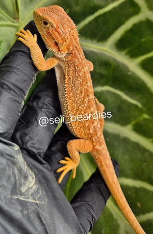 hypo coral dunner genetik stripe het. trans het. zero NZ Bartagame 