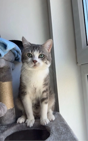 Britisch Kurzhaar Katze