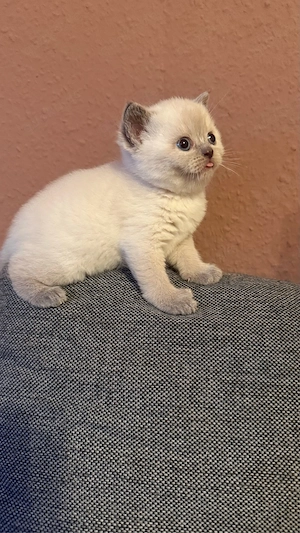 Wunderschöne BKH Blue Point Kitten Bild 7
