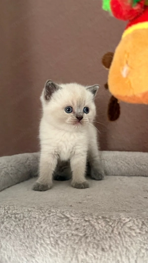 Wunderschöne BKH Blue Point Kitten Bild 3
