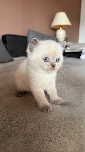 Wunderschöne BKH Blue Point Kitten Bild 6
