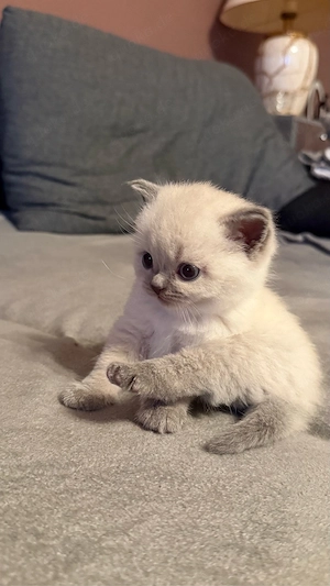 Wunderschöne BKH Blue Point Kitten