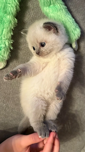 Wunderschöne BKH Blue Point Kitten Bild 5