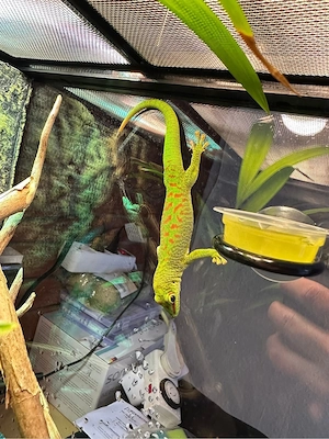 Phelsuma grandis Madagaskar-Taggecko 4 Monate alt Bild 4