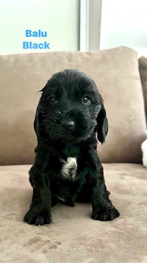 Reinrassige Engl. Cocker Spaniel Welpen