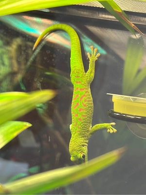 Phelsuma grandis Madagaskar-Taggecko 4 Monate alt Bild 2
