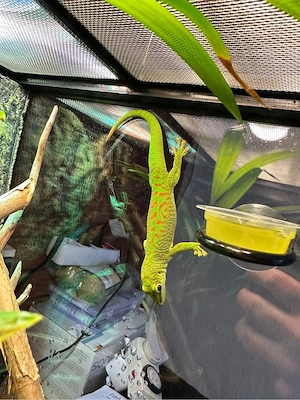 Phelsuma grandis Madagaskar-Taggecko 4 Monate alt Bild 3