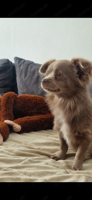 chihuahua rüde 