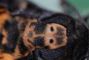 Acherontia atropos, Totenkopfschwärmer Raupen 