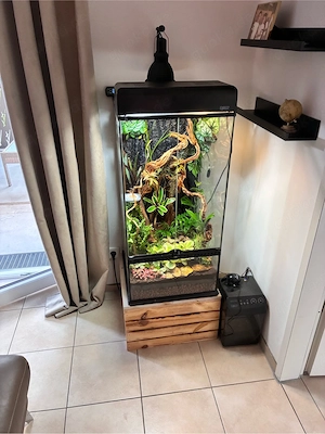 Exo Terra Terrarium 45x45x90 Komplettset | Chihiros, Monsoon II | Inkl. seltenem Kronengecko-Weib