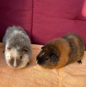 = Meerschweinchen = Erzieher suchen...
