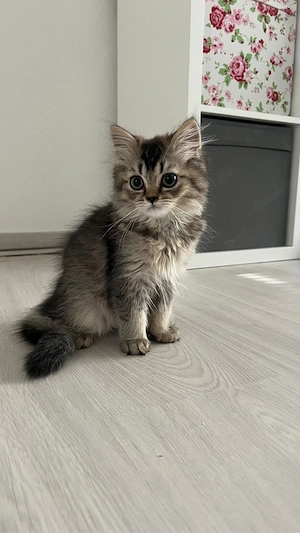 Süße BLH und BKH Kitten in Gold