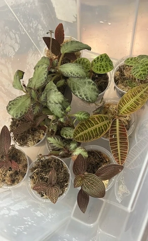 Terraristik Pflanzenableger Bild 2