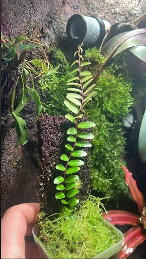 Terraristik Pflanzenableger Bild 3
