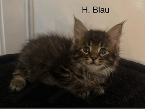 6 Maine Coon Kitten Bild 4