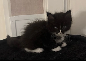 6 Maine Coon Kitten Bild 2